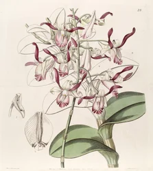 Dendrobium taurinum